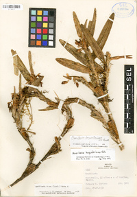 Maxillaria hagsateriana image