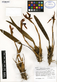 Camaridium soconuscanum image