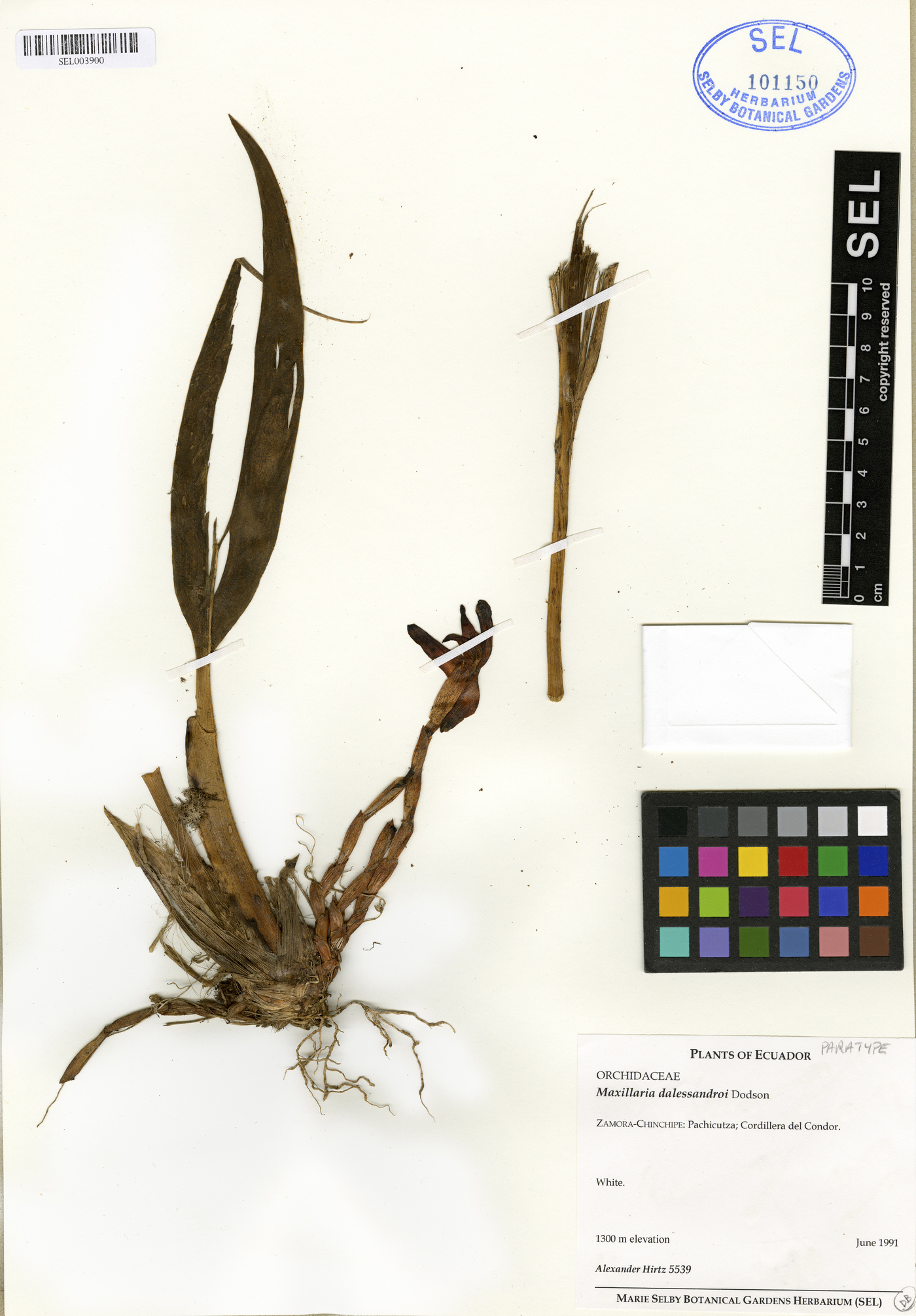 Maxillaria dalessandroi image