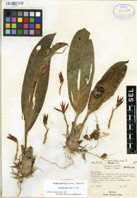 Maxillaria dalessandroi image