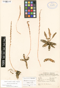 Mesadenus tenuissimus image