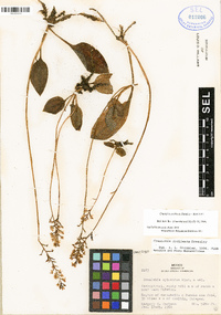 Cranichis cochleata image