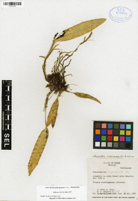 Echinosepala sempergemmata image