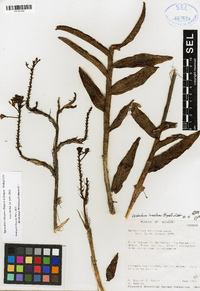 Epidendrum tulcanense image