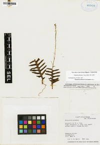 Epidendrum macroclinium image