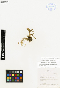 Scaphyglottis panamensis image