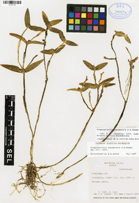 Scaphyglottis panamensis image