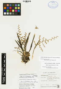 Oncidium integrilabre image