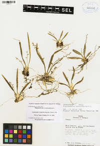 Oncidium integrilabre image