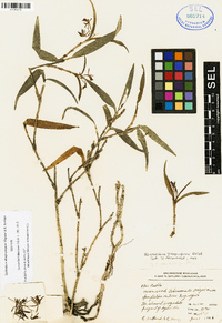 Epidendrum albopropinquum image