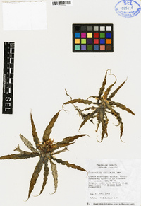 Image of Cryptanthus delicatus