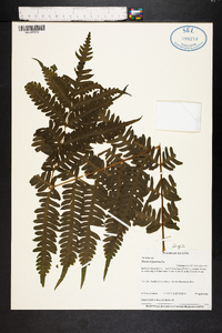 Pteris tripartita image