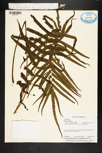 Pteris vittata image