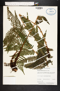 Dryopteris ludoviciana image