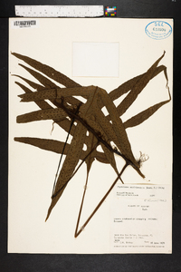 Phymatodes scolopendria image