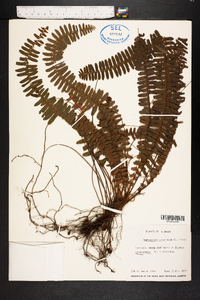 Nephrolepis cordifolia image