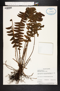 Nephrolepis exaltata image