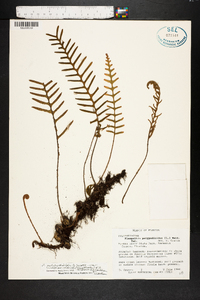 Pleopeltis polypodioides image