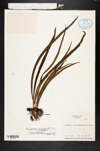 Campyloneurum angustifolium image
