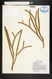 Lycopodiella alopecuroides image