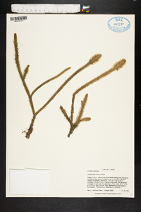 Lycopodiella x brucei image