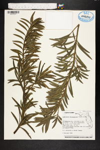 Podocarpus macrophyllus image