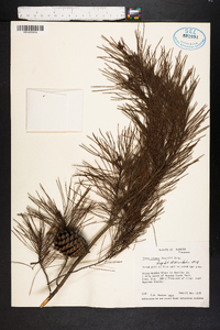 Pinus clausa image