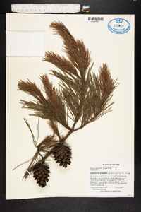 Pinus glabra image