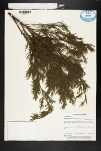 Juniperus silicicola image