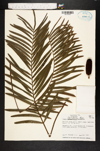 Zamia integrifolia image