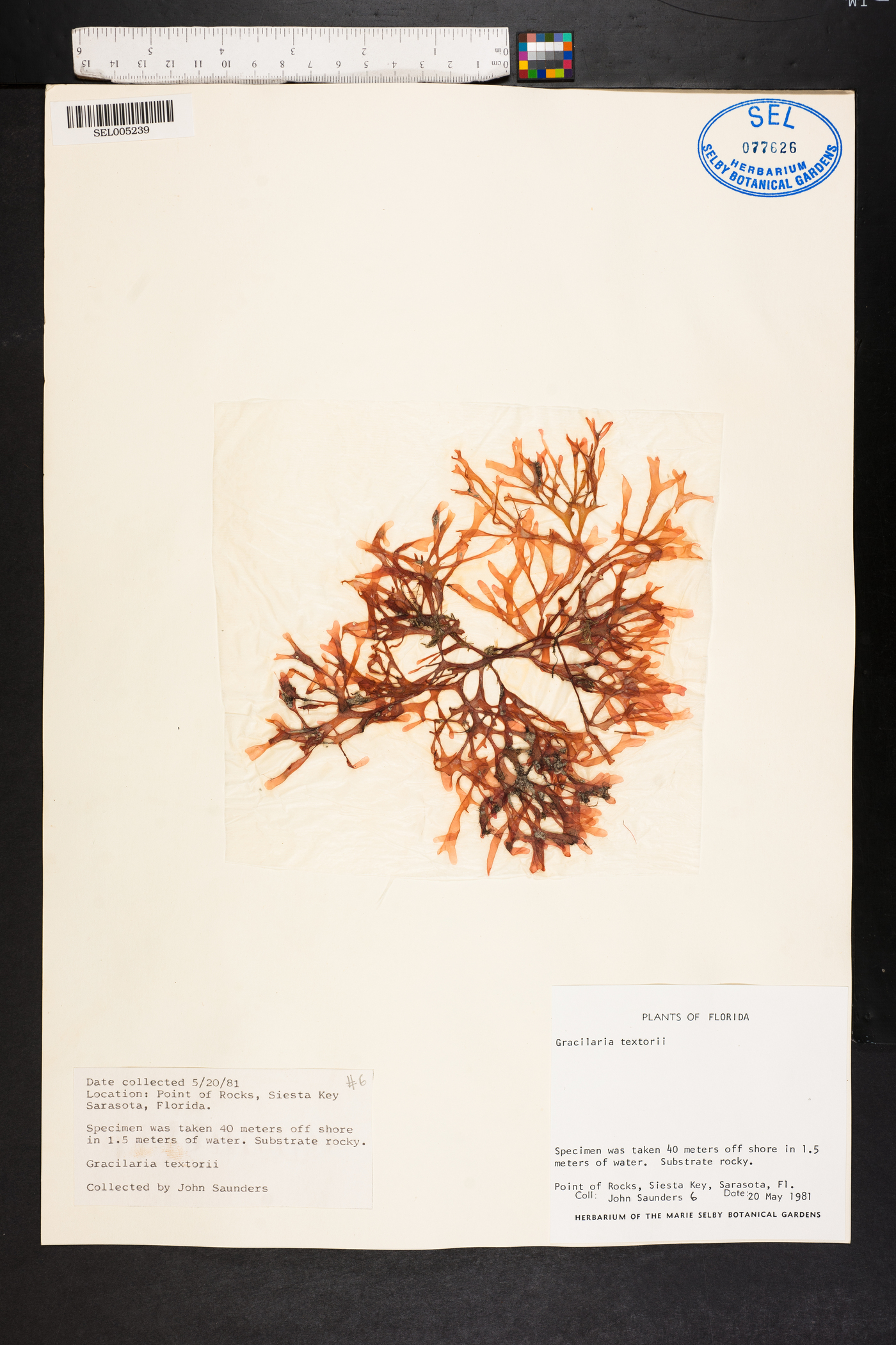 Gracilariaceae image