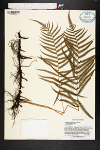 Thelypteris kunthii image