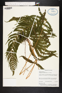 Thelypteris kunthii image