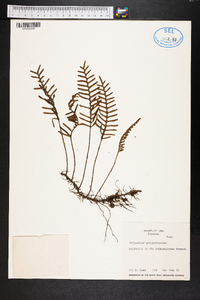 Polypodium polypodioides image