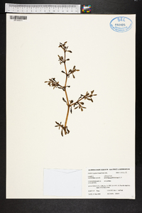 Sesuvium portulacastrum image