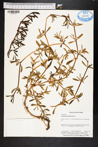 Sesuvium portulacastrum image