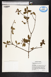 Viburnum obovatum image