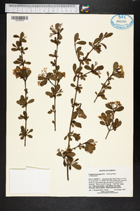 Viburnum obovatum image