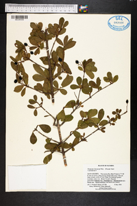 Viburnum obovatum image