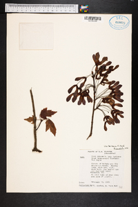 Acer rubrum var. tridens image