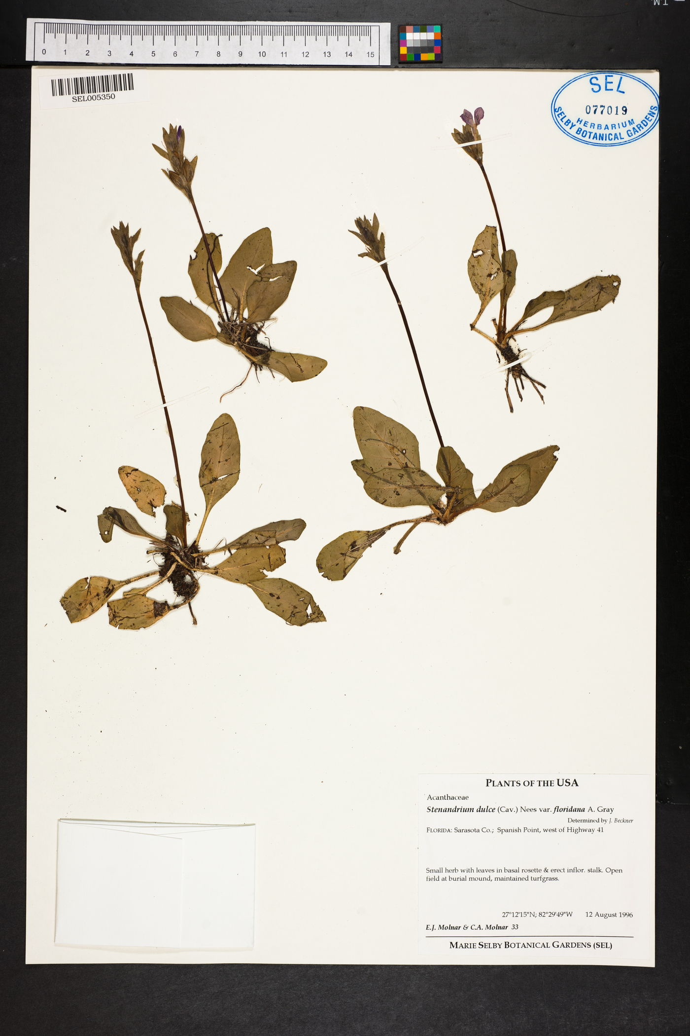 Stenandrium dulce var. floridanum image