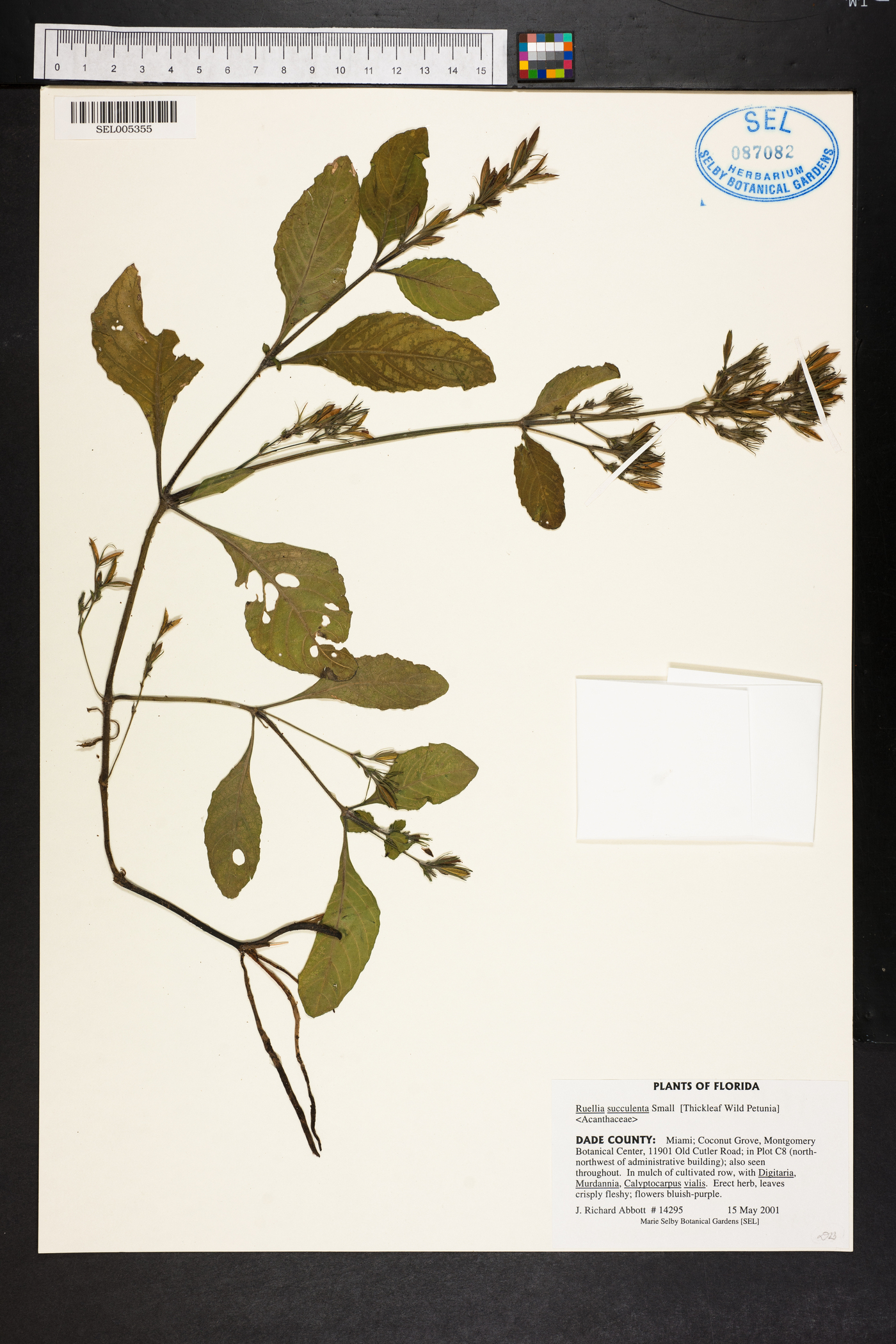 Ruellia succulenta image