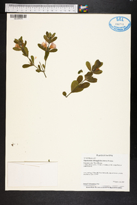 Dyschoriste oblongifolia image