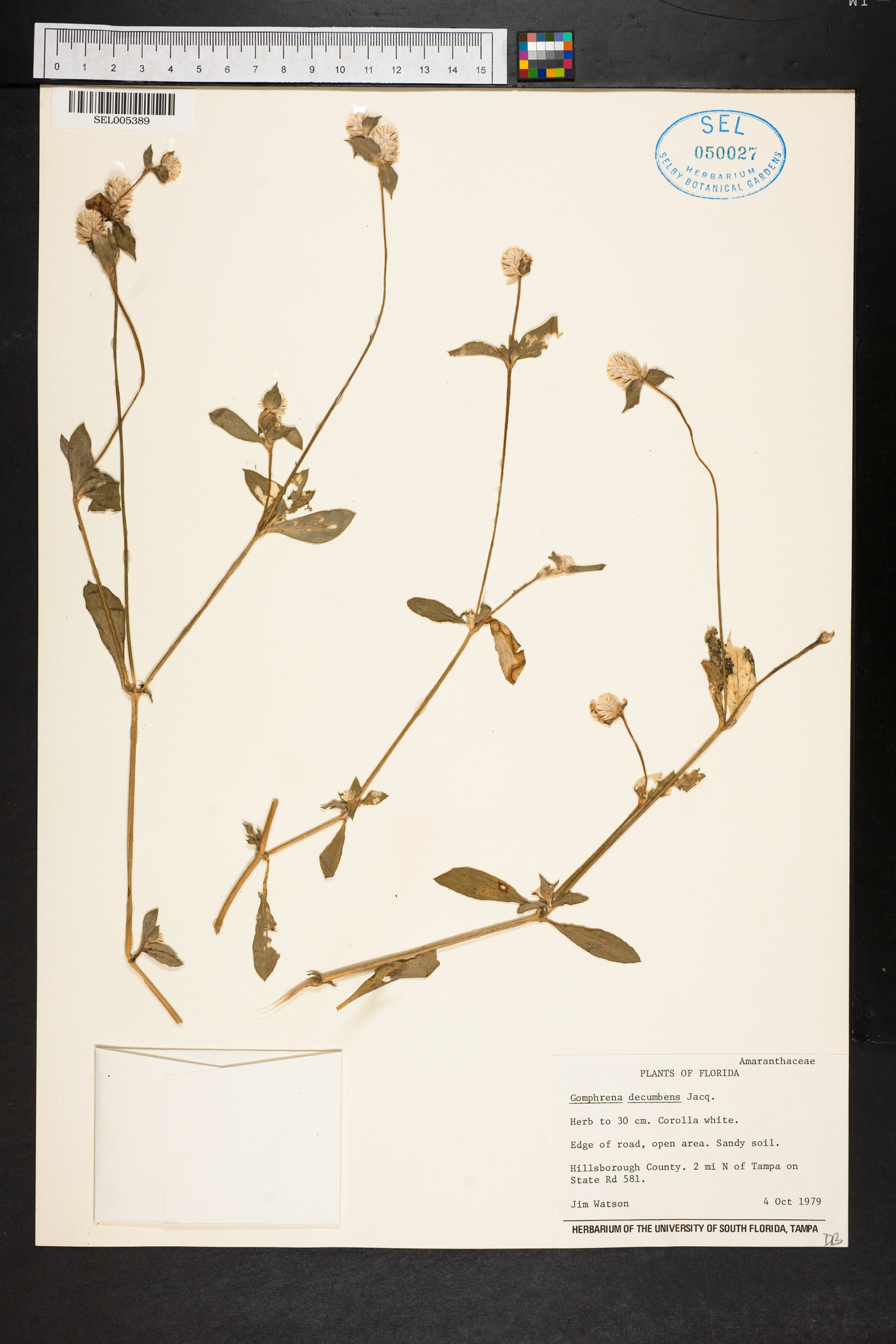 Gomphrena decumbens image