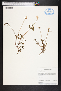 Gomphrena serrata image