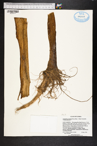 Amaranthus australis image