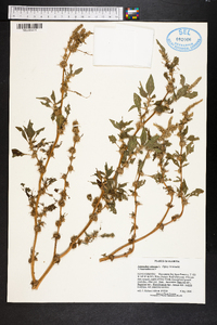 Amaranthus spinosus image