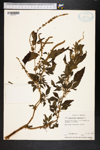 Amaranthus spinosus image