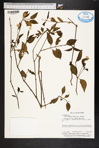 Alternanthera flavescens image