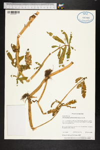 Alternanthera philoxeroides image